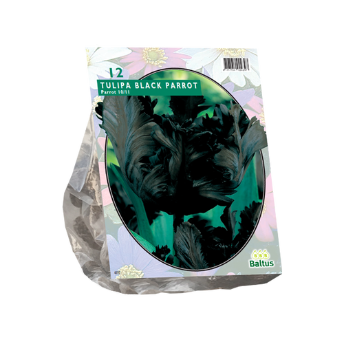 Baltus Tulipa Black Parrot, Parkiet per 12