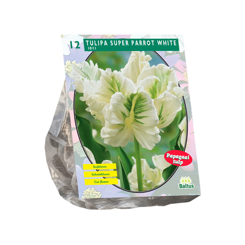 Baltus Tulipa White Parrot, Parkiet per 12