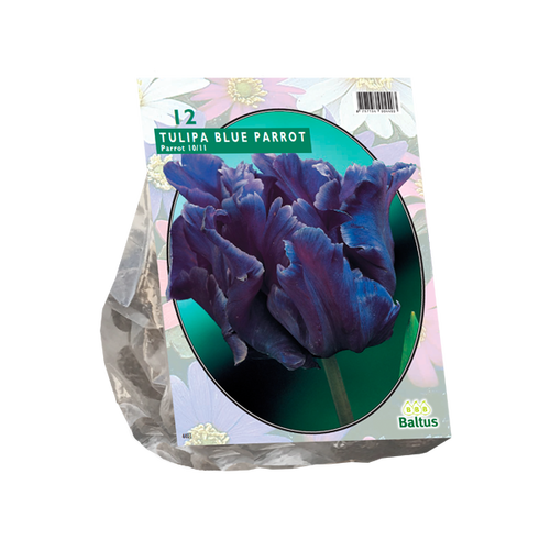 Baltus Tulipa Blue Parrot, Parkiet per 12