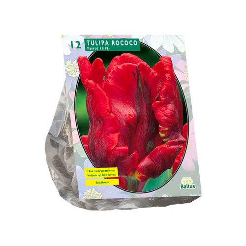 Baltus Tulipa Rococo Parrot, Parkiet per 12