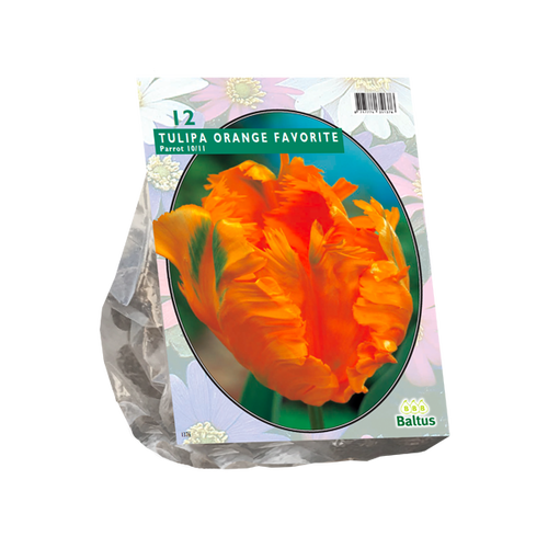 Baltus Tulipa Orange Favourite, Parkiet per 12