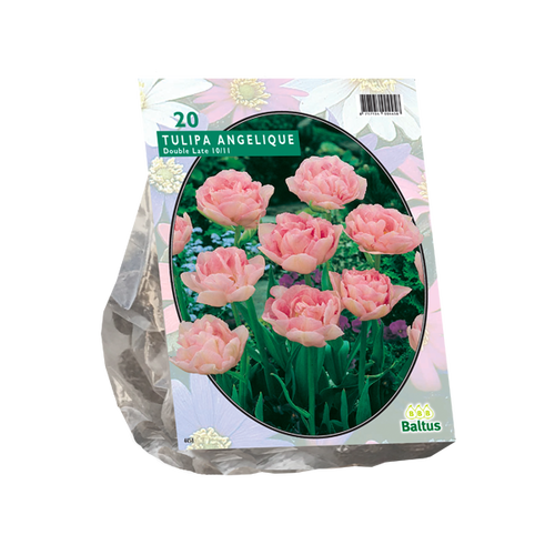 Baltus Tulipa Dubbel Laat Angelique per 20