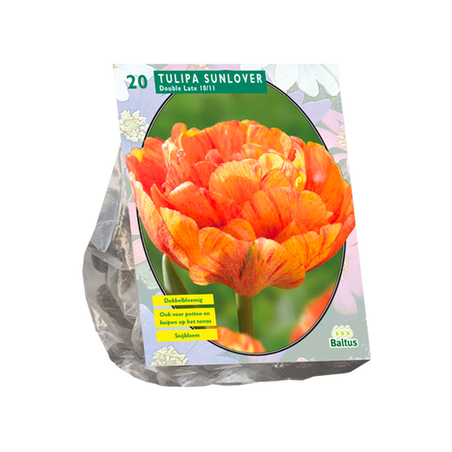 Baltus Tulipa Dubbel Laat Sunlover per 20