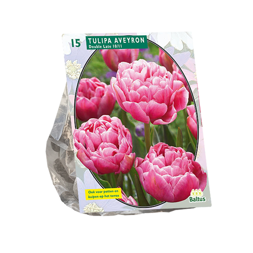 Baltus Tulipa Dubbel Laat Aveyron per 15