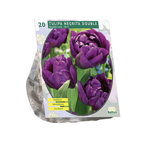 Baltus Tulipa Dubbel Laat Negrita Double per 20