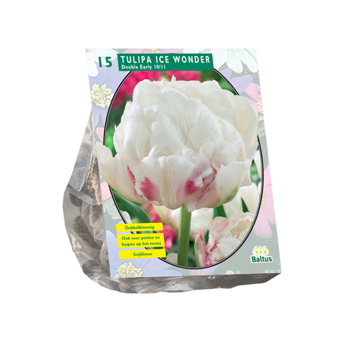 Baltus Tulipa Dubbel Vroeg Ice Wonder per 15