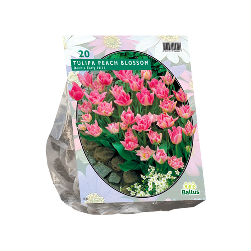 Baltus Tulipa Dubbel Vroeg Peach Blossom per 20