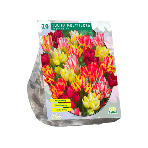 Baltus Tulipa Multiflora per 20