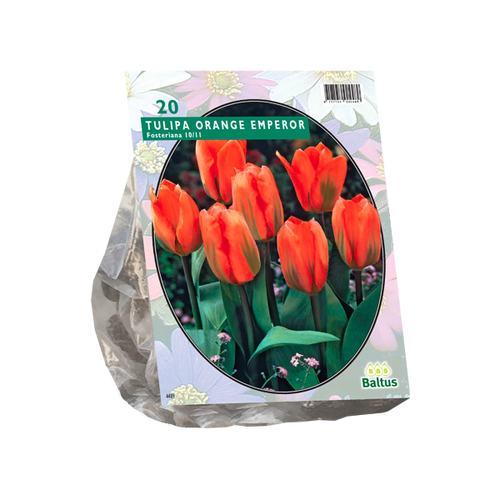 Baltus Tulipa Orange Emperor, Fosteriana per 20