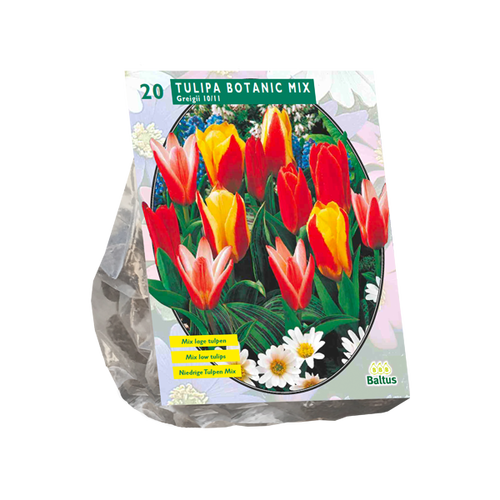 Baltus Tulipa Greigii Mix per 20