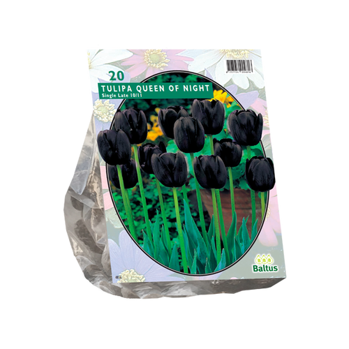 Baltus Tulipa Queen of Night, Enkel Laat per 20