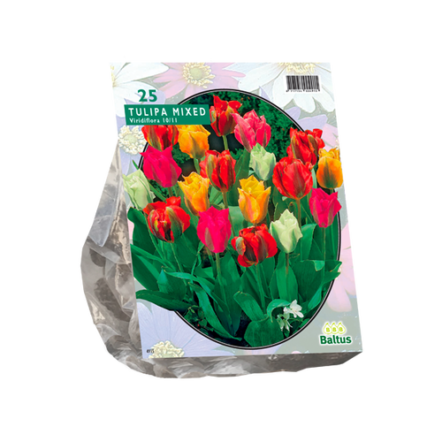 Baltus Tulipa Viridiflora Mix per 25