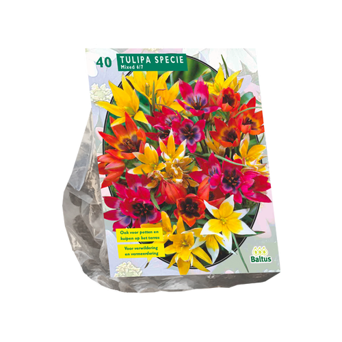 Baltus Tulipa Specie mix per 40