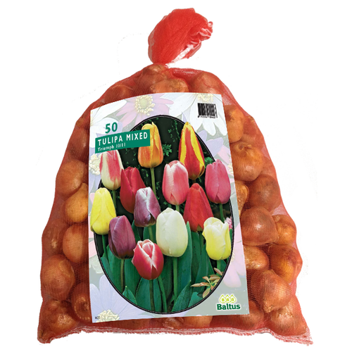 Baltus Tulipa Darwin Mix per 50