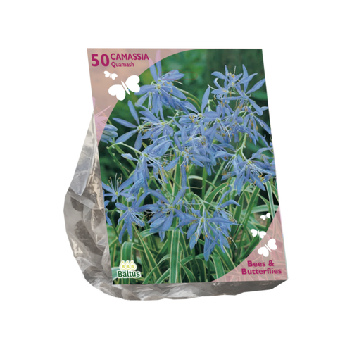 Baltus Bees & Butterflies - Camassia quamash per 50