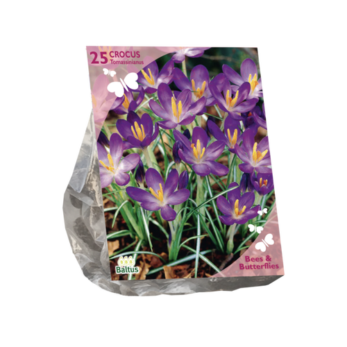 Baltus Bees & Butterflies - Crocus Tommasinianus per 25