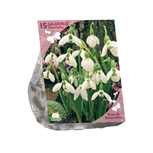 Baltus Bees & Butterflies - Galanthus Woronowii per 15