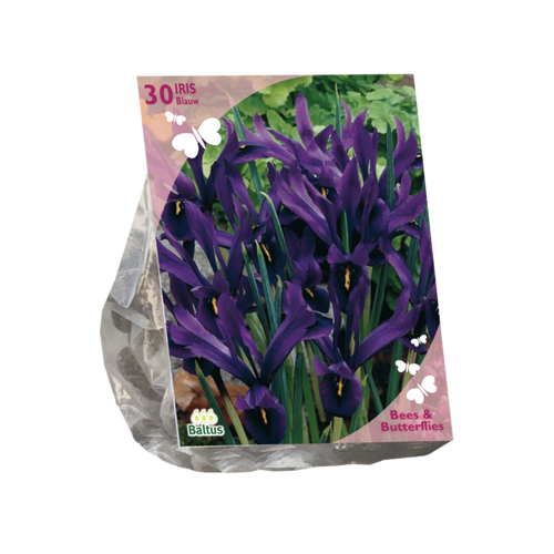 Baltus Bees & Butterflies - Iris Reticulata, Blauw per 30