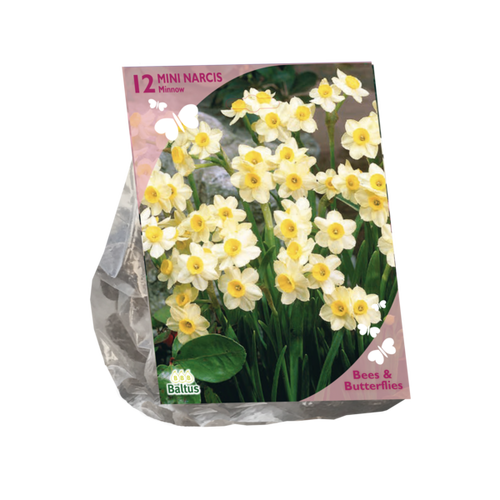 Baltus Bees & Butterflies - Narcis Mini Minnow per 12