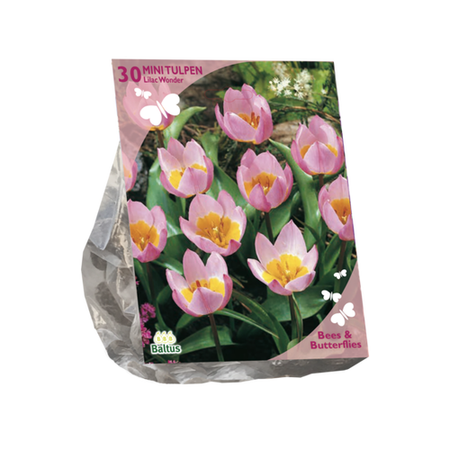 Baltus Bees & Butterflies - Tulipa Bakari Lilac Wonder per 30