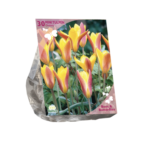 Baltus Bees & Butterflies - Tulipa Clusiana var. Chrysantha per 30