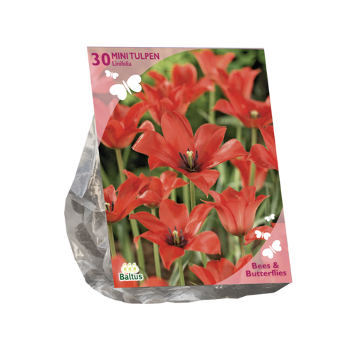 Baltus Bees & Butterflies - Tulipa Linifolia per 30