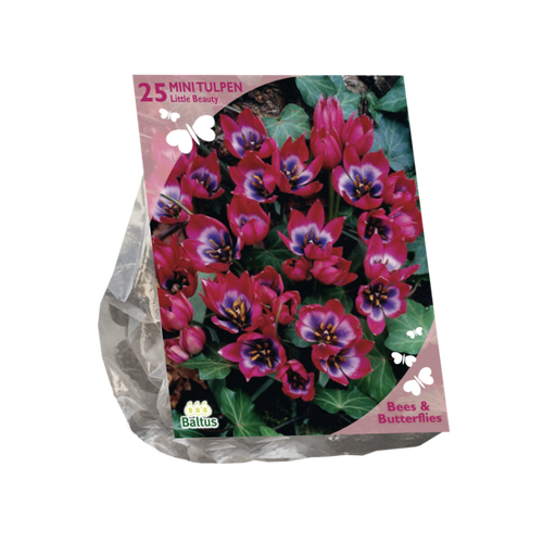 Baltus Bees & Butterflies - Tulipa Little Beauty per 25