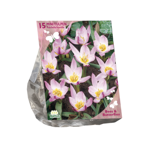 Baltus Bees & Butterflies - Tulipa Pulchella Humillis per 15