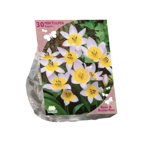 Baltus Bees & Butterflies - Tulipa Saxatilis per 30