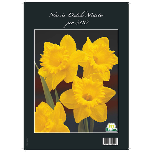 Baltus Narcis Dutch Master per 300