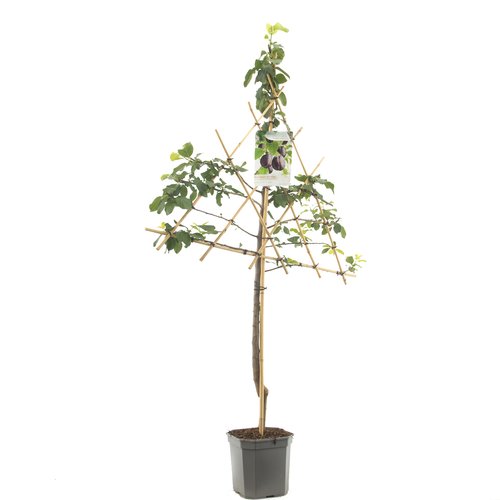 Pruimenboom (Prunus dom. Hauszwetsche leivorm), in pot