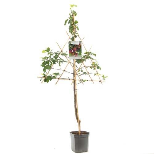 Pruimenboom (Prunus dom. Opal leivorm), in pot