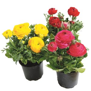 Ranonkel, in 10,5cm-pot