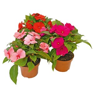 Reuze vlijtige lies, in 13cm-pot