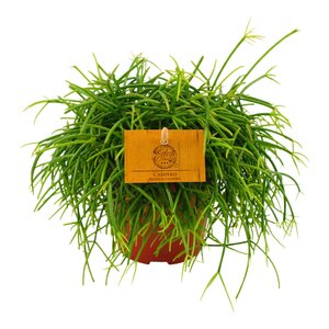 Rhipsalis Cashero, in 12cm-pot - afbeelding 1