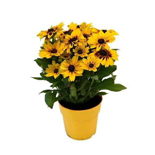 Rudbeckia 'Little Gold Star', in 21cm-pot