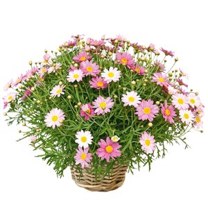 Struikmargriet mix kleuren, in 18cm-pot