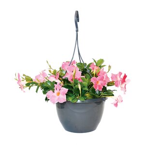 Sundaville in hangpot