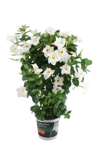 Sundaville op rek wit