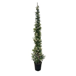 Toscaanse jasmijn (Trachelospermum jasminoides) - H 175/200 cm