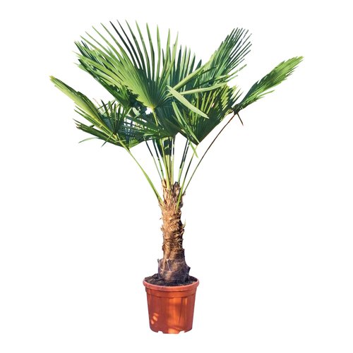 Trachycarpus winterharde palm, in 15L-pot