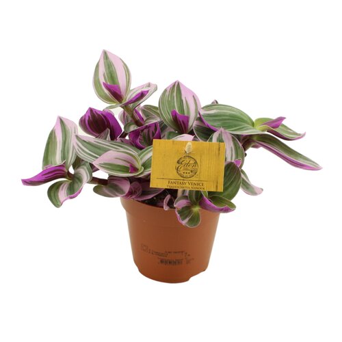 Tradescantia Nanouk Fantasy Venice, in 12cm-pot