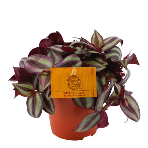 Tradescantia Zebrina Silver Sicilian, in 12cm-pot