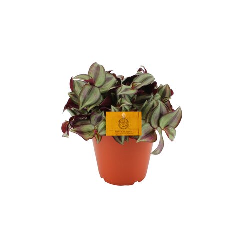 Tradescantia Zebrina Silver Sicilian, in 15cm-pot