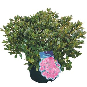 Tuinazalea, in 17cm-pot