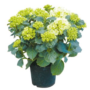 Tuinhortensia, in 23cm-pot - afbeelding 1