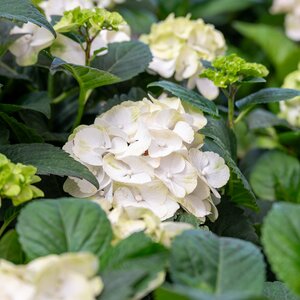 Tuinhortensia, in 23cm-pot - afbeelding 2