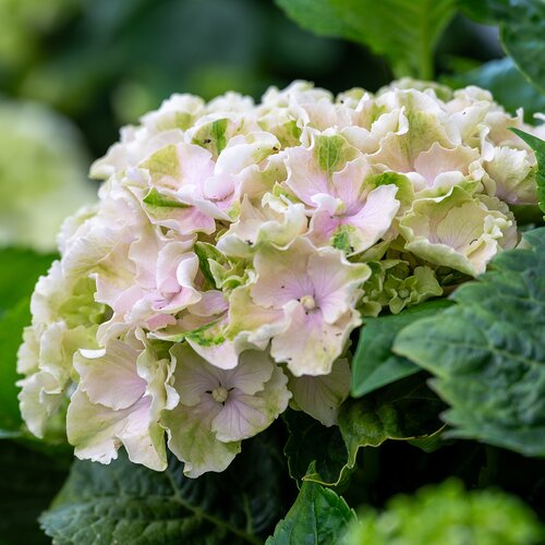 Tuinhortensia, in 23cm-pot - afbeelding 3