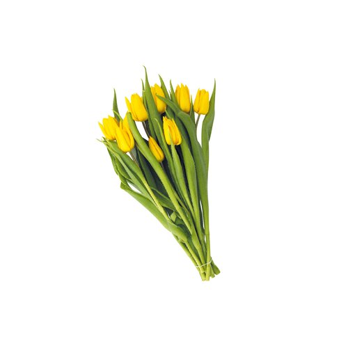 Tulpen bos