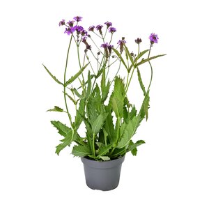 Verbena, in 17cm-pot